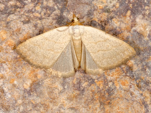 Oxycilla tripla photo 4