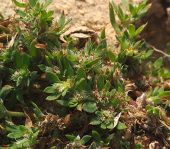 Paronychia arabica