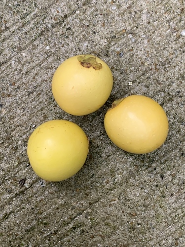 Gmelina elliptica observed 2023-09-06