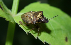 Eysarcoris aeneus