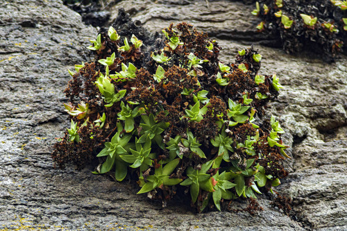 Dudleya formosa