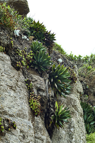 Dudleya formosa