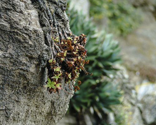 Dudleya formosa