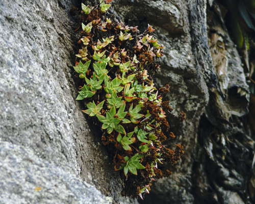 Dudleya formosa