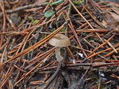 Clitocybe lituus
