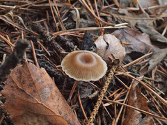 Clitocybe lituus