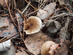 Clitocybe lituus