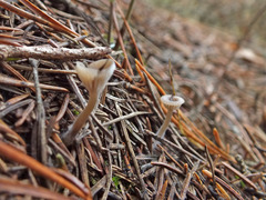 Clitocybe lituus