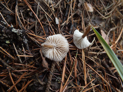 Clitocybe lituus