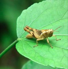 Xenocatantops brachycerus