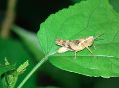 Xenocatantops brachycerus