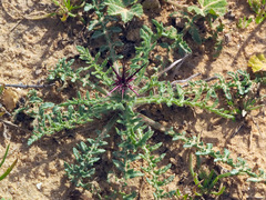 Centaurea pallescens