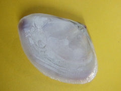 Austromactra rufescens