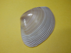 Austromactra rufescens