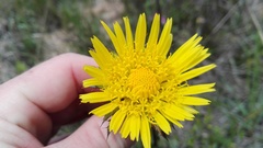 Berkheya decurrens