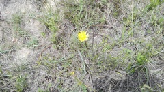 Berkheya decurrens