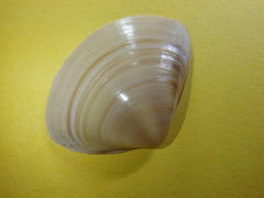 Austromactra rufescens