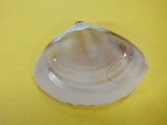 Austromactra rufescens