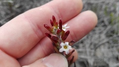 Adromischus sphenophyllus