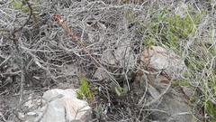 Adromischus sphenophyllus