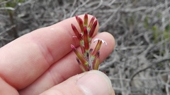 Adromischus sphenophyllus