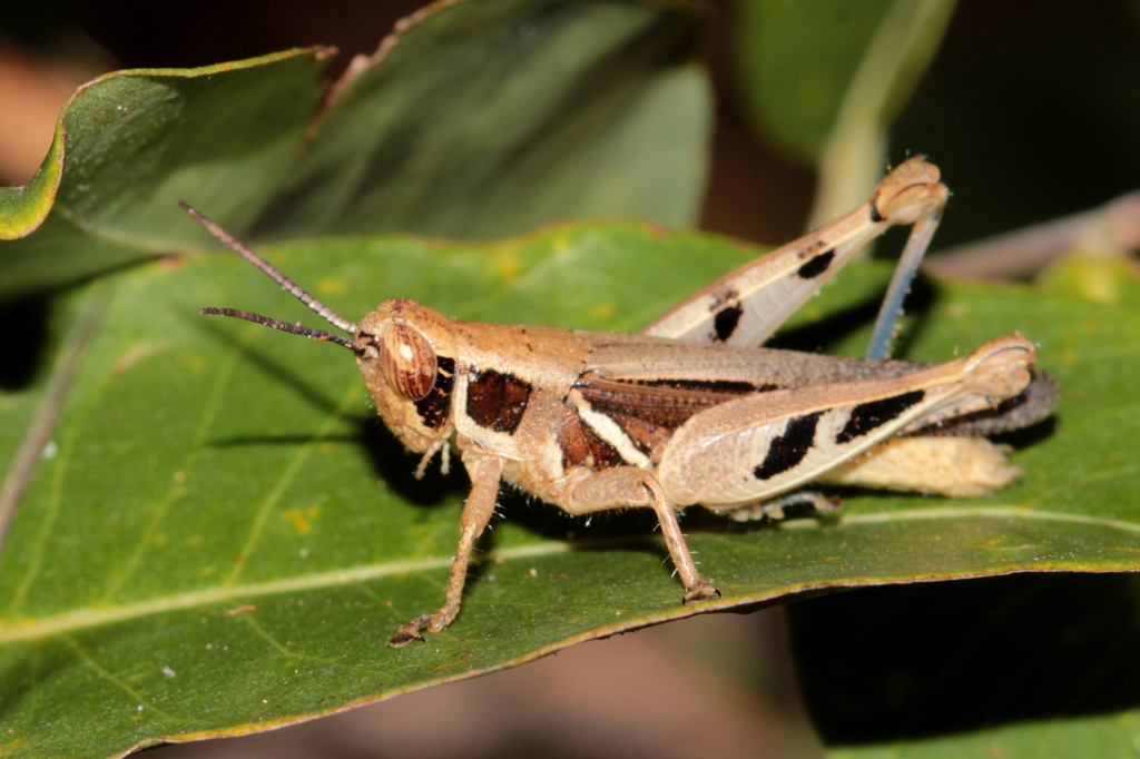 Vitticatantops zambianus