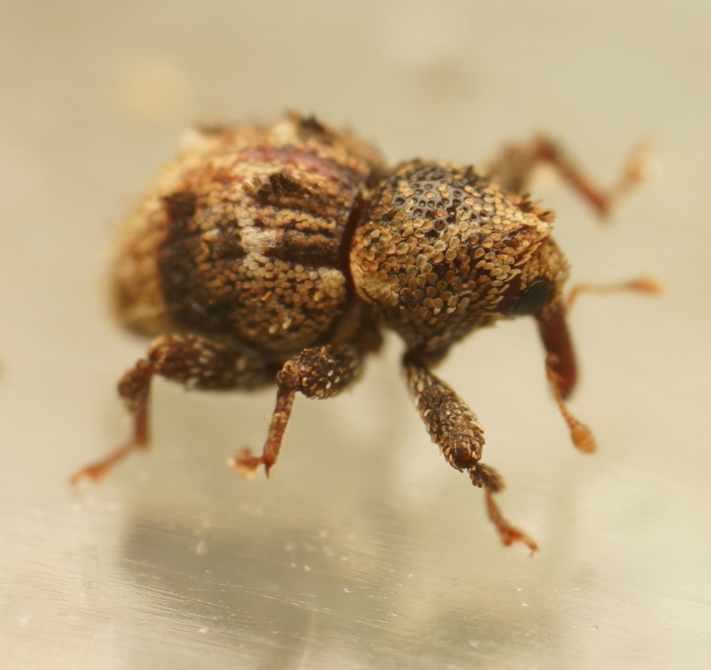 Decilaus mollis