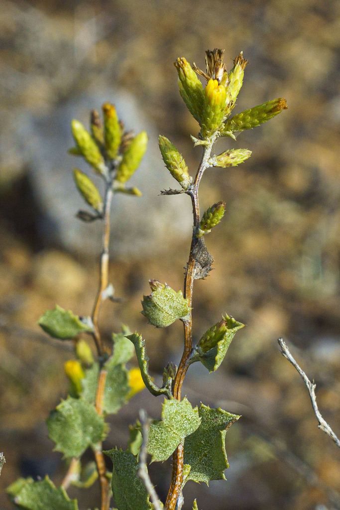 El Rosario Goldenbush