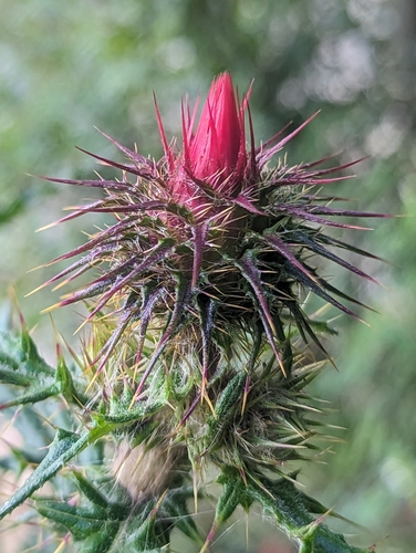 Image of Cirsium conspicuum by (c) Alan Rockefeller, some rights reserved (CC BY)