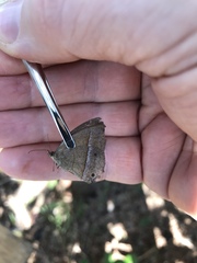 Yphthimoides patricia