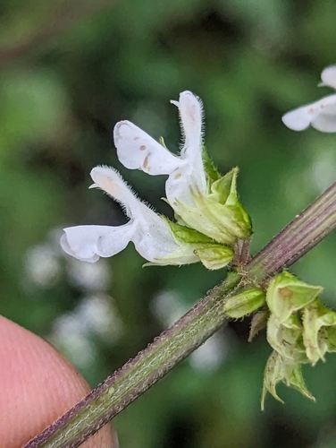 Image of Salvia pineticola by (c) Alan Rockefeller, some rights reserved (CC BY)