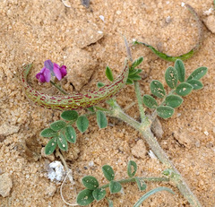 Astragalus annularis