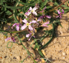 Matthiola longipetala livida