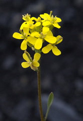 Erysimum coarctatum