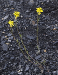 Erysimum coarctatum