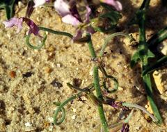 Matthiola longipetala livida