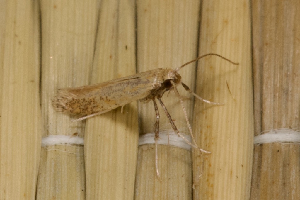 Sabulopteryx limosella