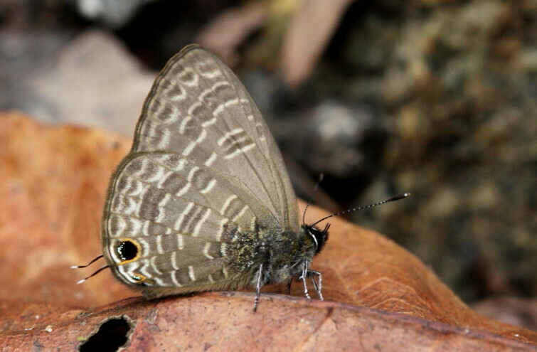 Pale Four-line Blue
