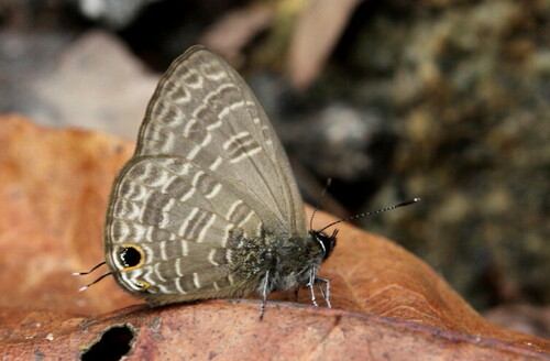 Pale Four-line Blue