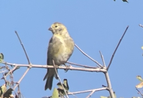 Syrian Serin (Serinus syriacus)
