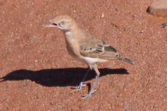 Epthianura tricolor