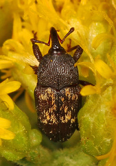 Glyptobaris lecontei