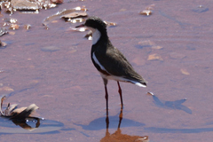 Erythrogonys cinctus