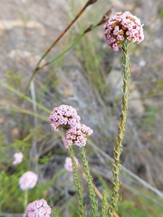 Stoebe capitata