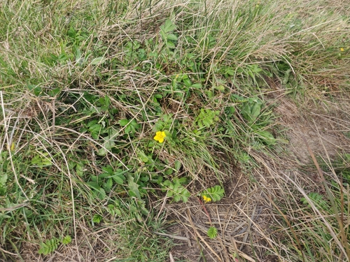 Pacific silverweed (Argentina pacifica)