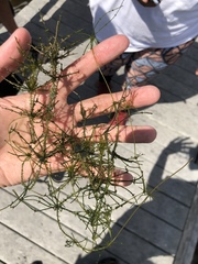 Charophyta