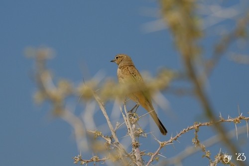 Chat Flycatcher (Agricola infuscatus), photo 8