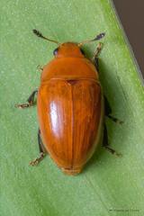 Mycomystes nigriventris