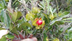 Diospyros scabrida cordata