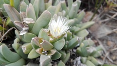 Corpuscularia lehmannii